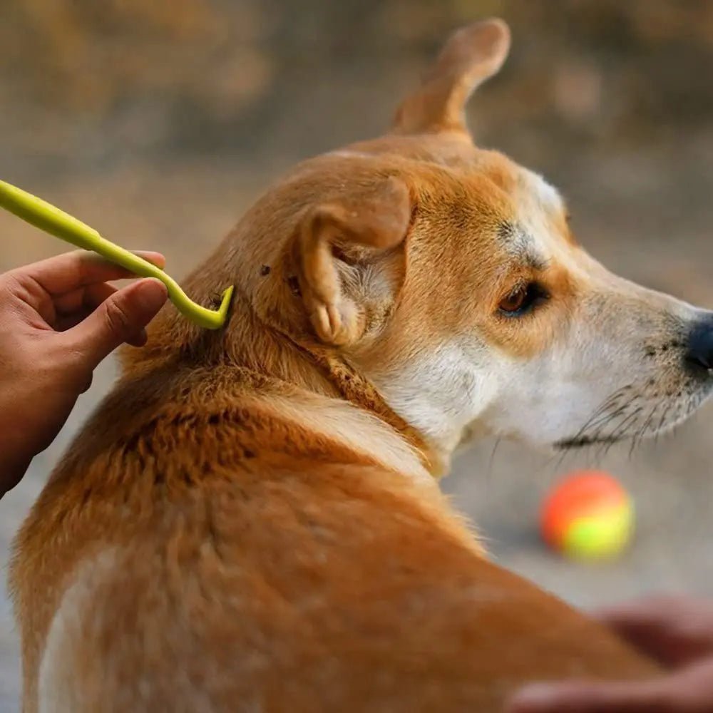 3 Pinces pour retirer les tics - Chien Précieux