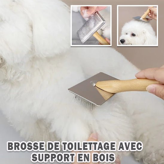 Brosse - Chien Précieux