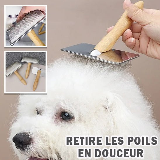 Brosse - Chien Précieux