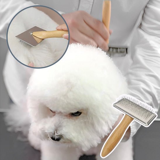 Brosse - Chien Précieux