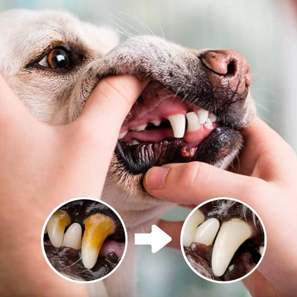 Brosse à dents de doigt - Chien Précieux