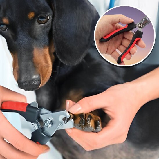 Coupe griffes professionnel - Chien Précieux