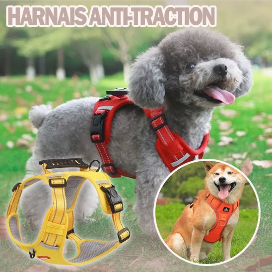 Harnais anti - traction - Chien Précieux