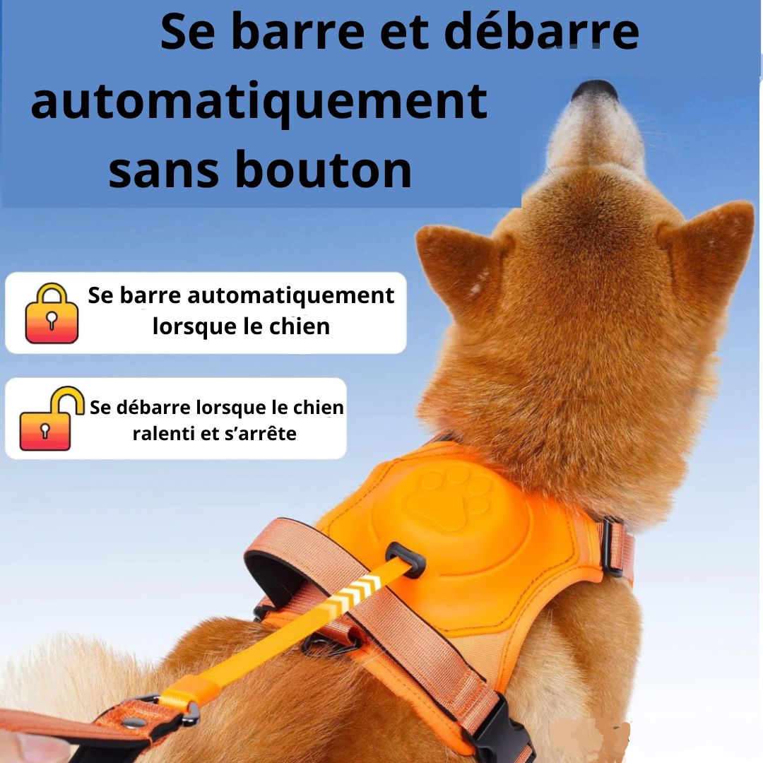 Harnais avec laisse rétractable - Chien Précieux