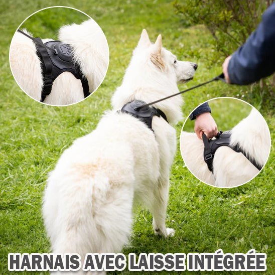 Harnais avec laisse rétractable - Chien Précieux