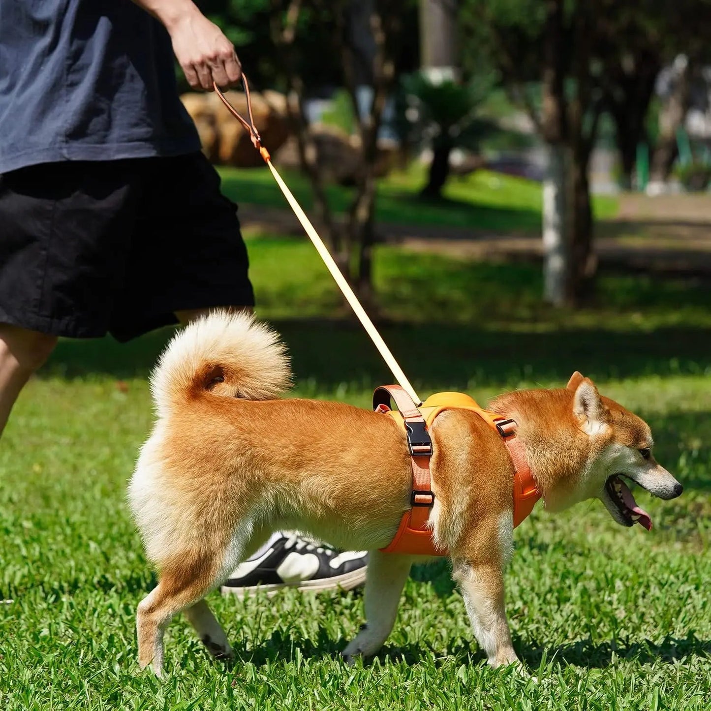 Harnais avec laisse rétractable - Chien Précieux