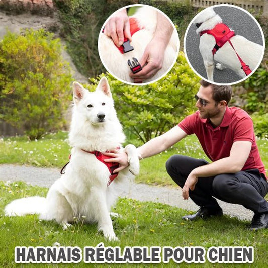 Harnais avec laisse rétractable - Chien Précieux