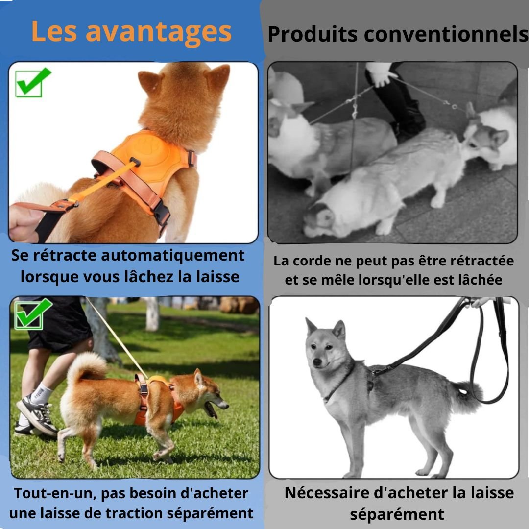 Harnais avec laisse rétractable - Chien Précieux