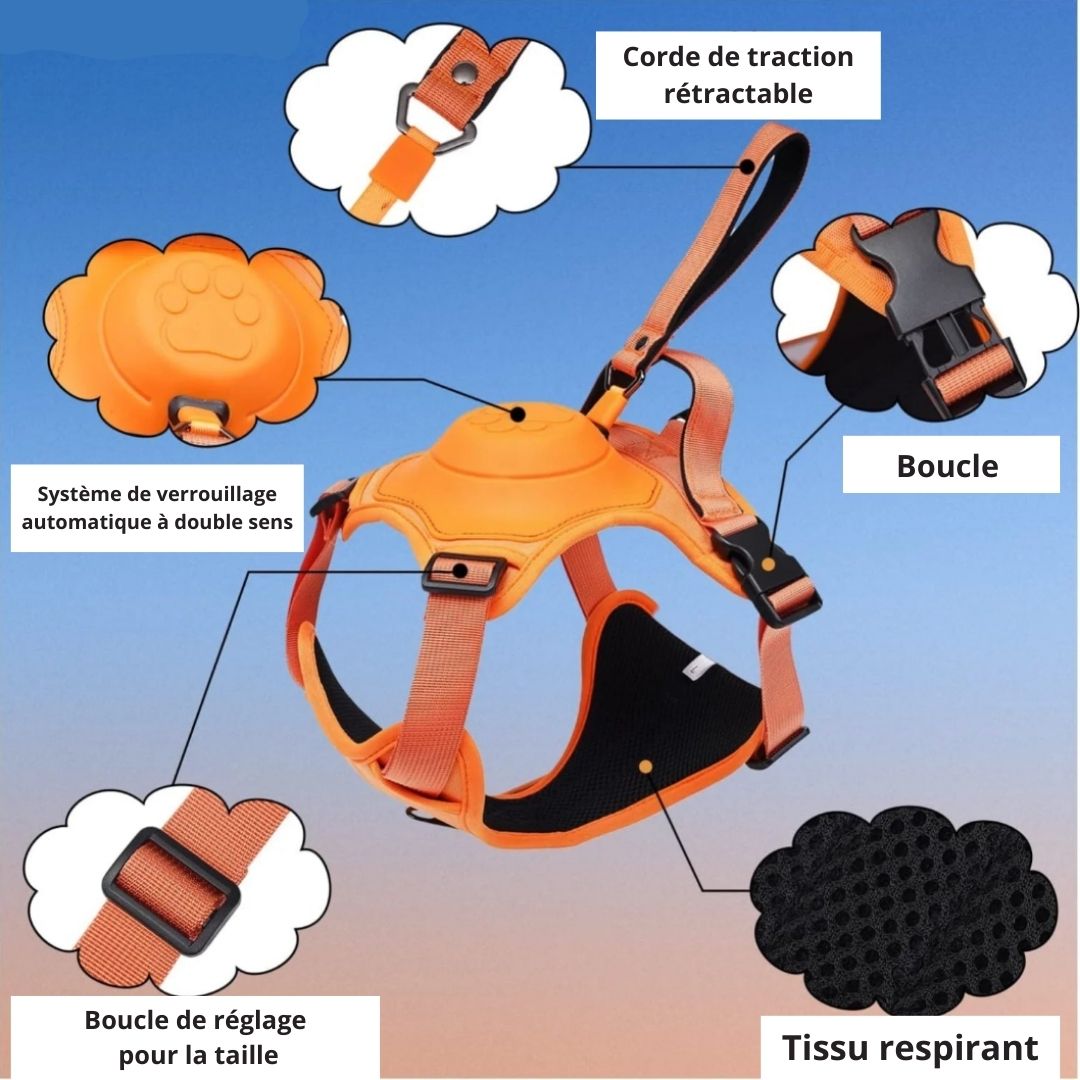 Harnais avec laisse rétractable - Chien Précieux