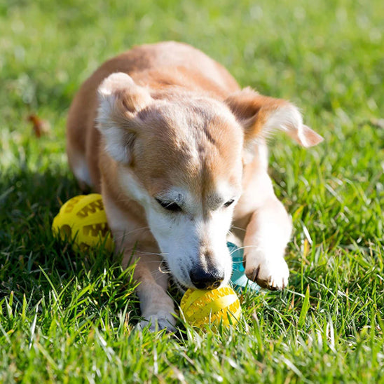 Balle pour chien /Foodie-ball™