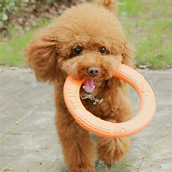 Jouet pour chien /Anneau