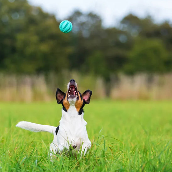 Balle pour chien /Foodie-ball™