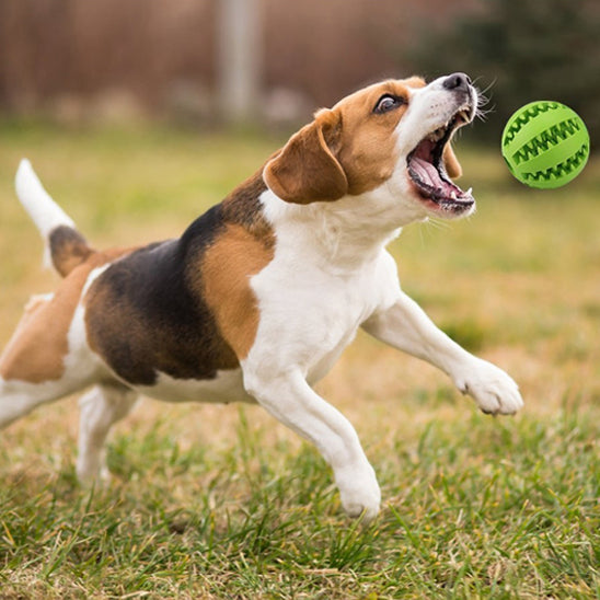 Balle pour chien /Foodie-ball™