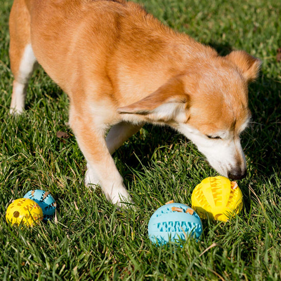 Balle pour chien /Foodie-ball™