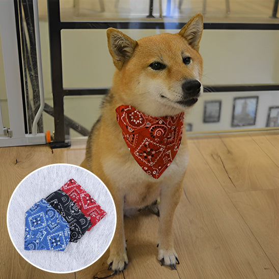 Bandana chien