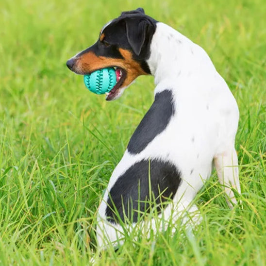 Balle pour chien /Foodie-ball™