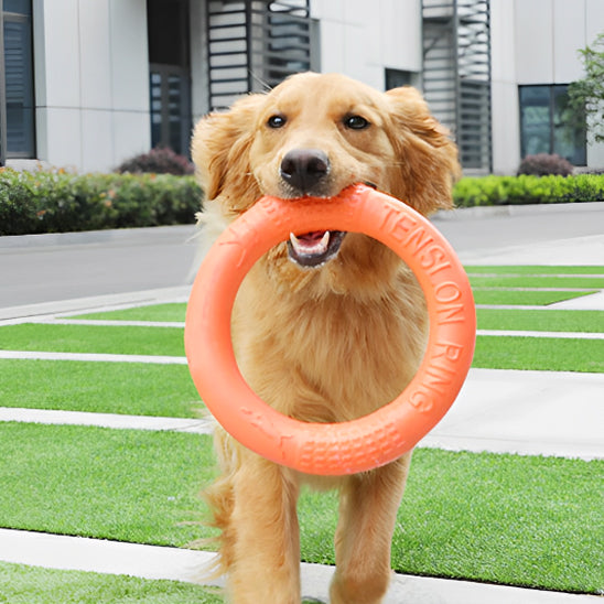 Jouet pour chien /Anneau