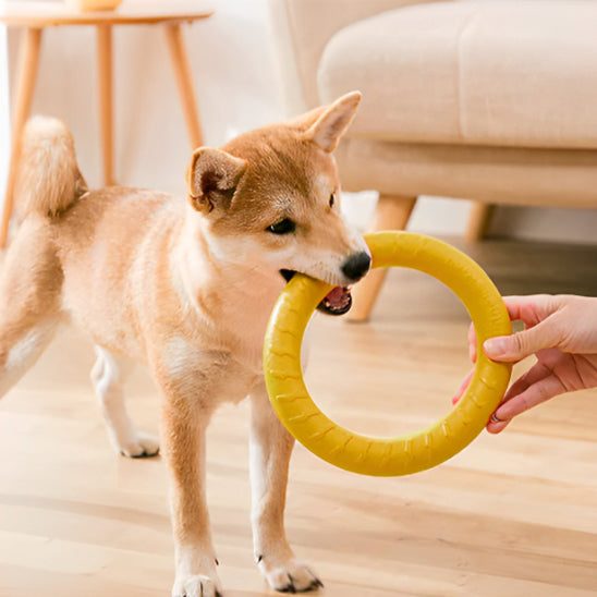 Jouet pour chien /Anneau