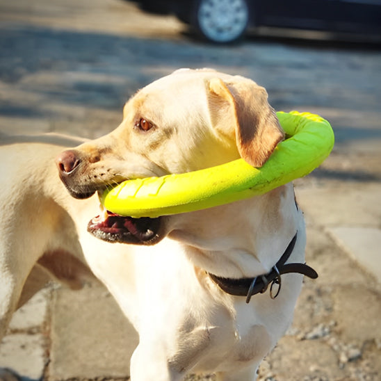 Jouet pour chien /Anneau