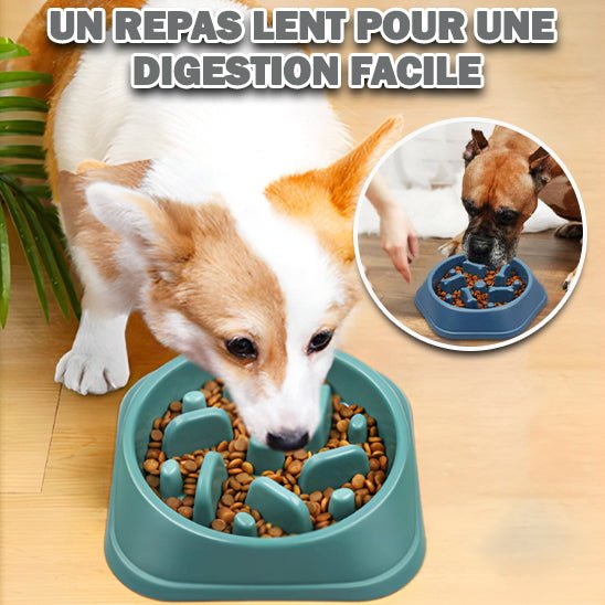 Slow - Bowl™ - Chien Précieux