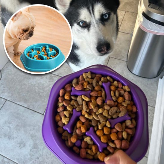 Slow - Bowl™ - Chien Précieux