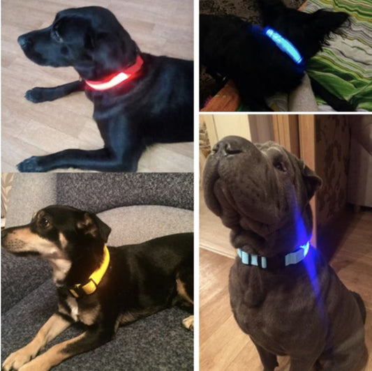 collier lumineux chien