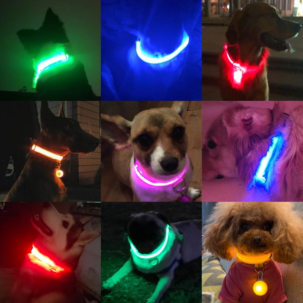 collier lumineux chien